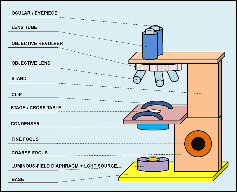 Structurre of a light microscope