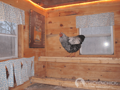 The amount of light is not critical, it should just be enough to allow the hens to see inside the coop. I have an 8 x8’ coop and I use a 6 foot, incandescent rope light above the roosts, which is enough to simulate sunrise. In my 4’x6’ coop, I use a small string of Christmas lights in the coop and, since we have an electronic pop door opener, I hang strings of Christmas lights around the run and set the pop door to open when the lights turn on. Festive and functional!