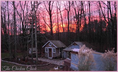 Setting a light on a timer that turns on in the early morning hours is the recommended method for lighting the coop. To allow 14-16 hours of light in the day, calculate backwards from sunrise to determine how many hours the light should be on.