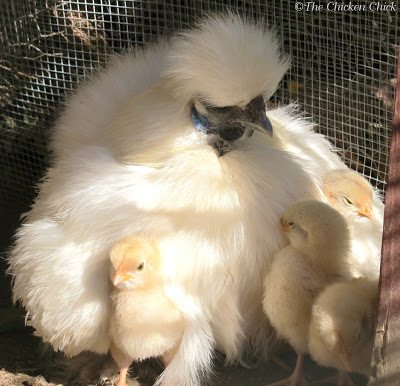 The same feeding guidelines as discussed above apply to CBs and their chicks: keep starter feed nearby with clean, fresh, cool water always available. The laying hens in the coop can eat chick starter or chick starter/grower if necessary, but oyster shell will need to be supplied in a separate hopper. Chicks should never be given layer feed because the added calcium can cause kidney damage, gout and other health problems later in life. 