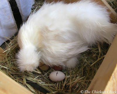 A CB’s hatching eggs should be marked clearly with a permanent marker or pencil and re-marked if the marks wear off. Marking the eggs makes it clear at a glance which eggs in the nest are hatching eggs and which were recently laid by other hens. Eggs should be collected from the coop at least once a day to remove freshly laid eggs. Check underneath a CB daily for freshly laid eggs. If she is especially ornery, collect them after dark using a flashlight.