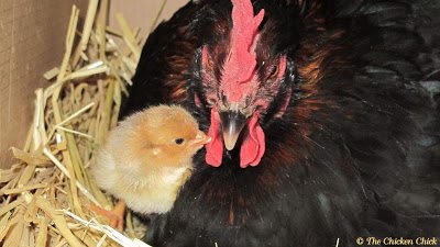 If the CB’s nest is more than 12 inches off the ground, the broody should be moved to a lower, temporary nest inside the coop no later than day 18 (3 days before hatch) for the safety of the chicks.