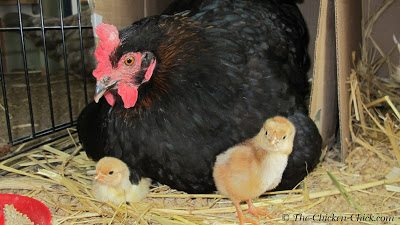 Chicks do not need grit to digest most commercial starter feeds. Starter feed is designed to be digested by saliva with no need for further grinding with grit in the gizzard. Any time chicks are given treats or fibrous foods or whole grain feed, they should be provided with grit, however. Don’t rush the treats/extras/snacks with chicks. They need every bit of nutrition in their starter feed and treats interfere with a balanced diet.