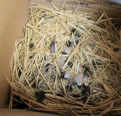 In general, a broody prefers a dark, private, comfortable location in which to set. Her chosen spot can range from a nest box inside the coop to a hidden location away from the coop. She plucks her own breast feathers to expose the warmth and moisture of her skin directly to the eggs (hence the expression "to feather one