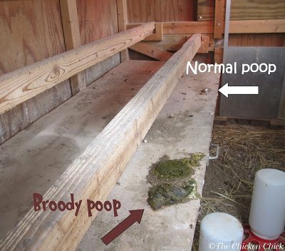 Nine out of ten times I miss a broody taking her daily break from the nest to eat/drink/poop, but I always watch for broody poop in the yard or coop to be sure she is eating. Some broodies must be physically removed from the nest in order to ensure they are getting the minimum daily intake of water and food. A broody who does not poop has not eaten, which is a hazard to her health. Keep the feed and water near the nest so she doesn
