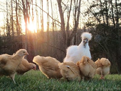 A broody hen will generally begin to distance herself from her brood approximately 5 or 6 weeks after hatching. She can begin egg-laying any time thereafter.