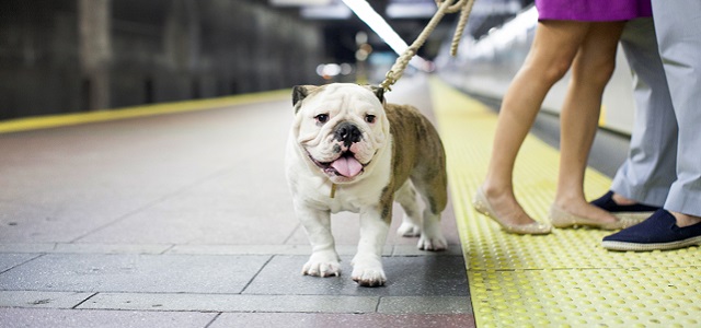 A bull dog and his owners stand on a subway platform in New York City.