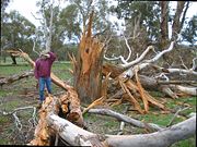  tree that was blown apart by a lightning strike