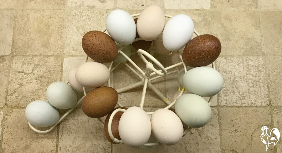 A selection of my fresh eggs.