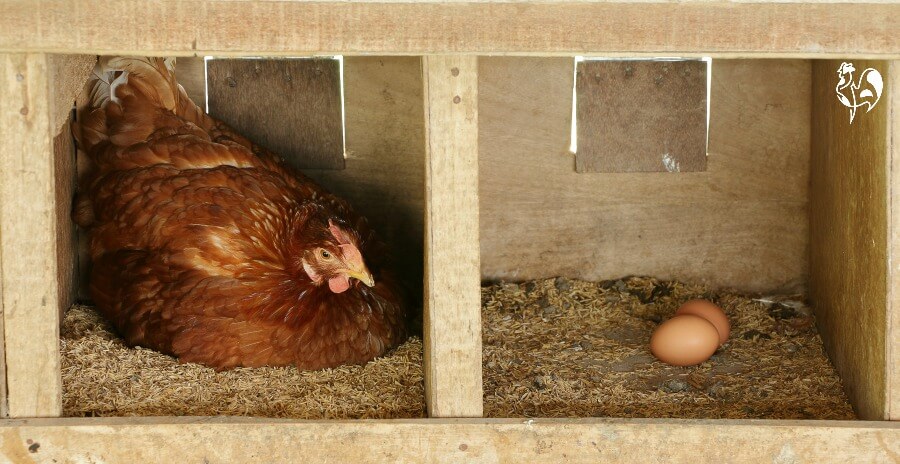 A laying hen.