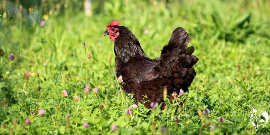 Hens in Springtime do not need as much supplementary light.