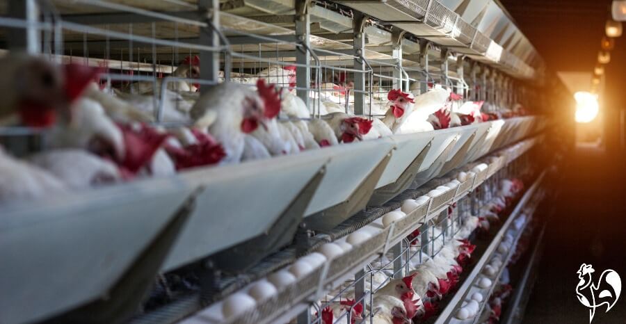 A commercial egg farm with supplemental light.