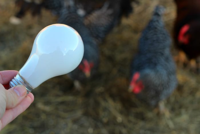 how to use supplemental lighting in the chicken coop during the winter