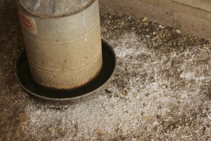 fly control in the chicken coop