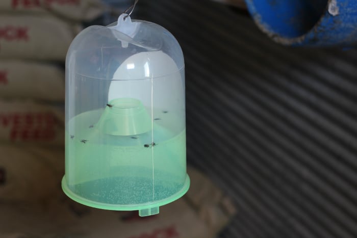 fly control in the chicken coop