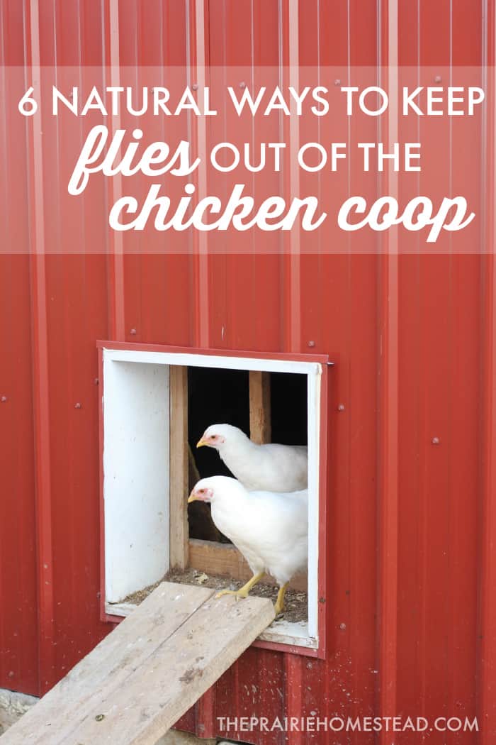 fly control in the chicken coop